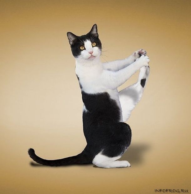 Hayvonlar va yoga