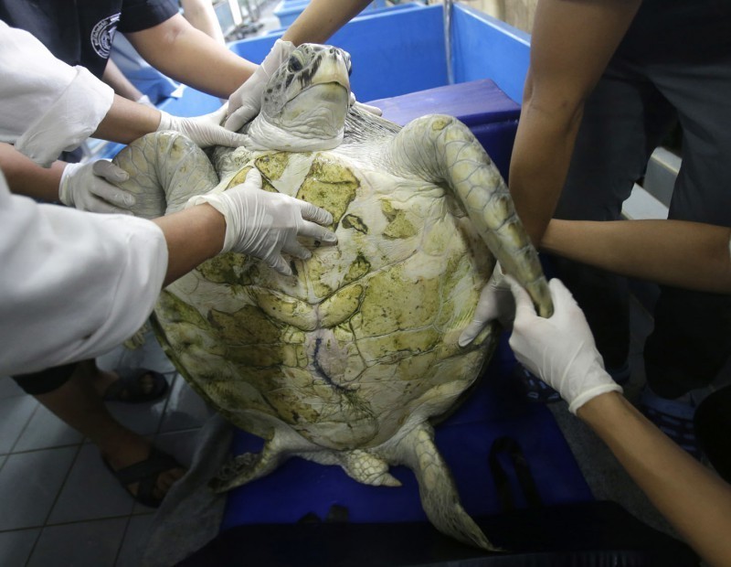 Ishonmaysiz! Veterinarlar bu toshbaqadan nimani olib tashlashdi?